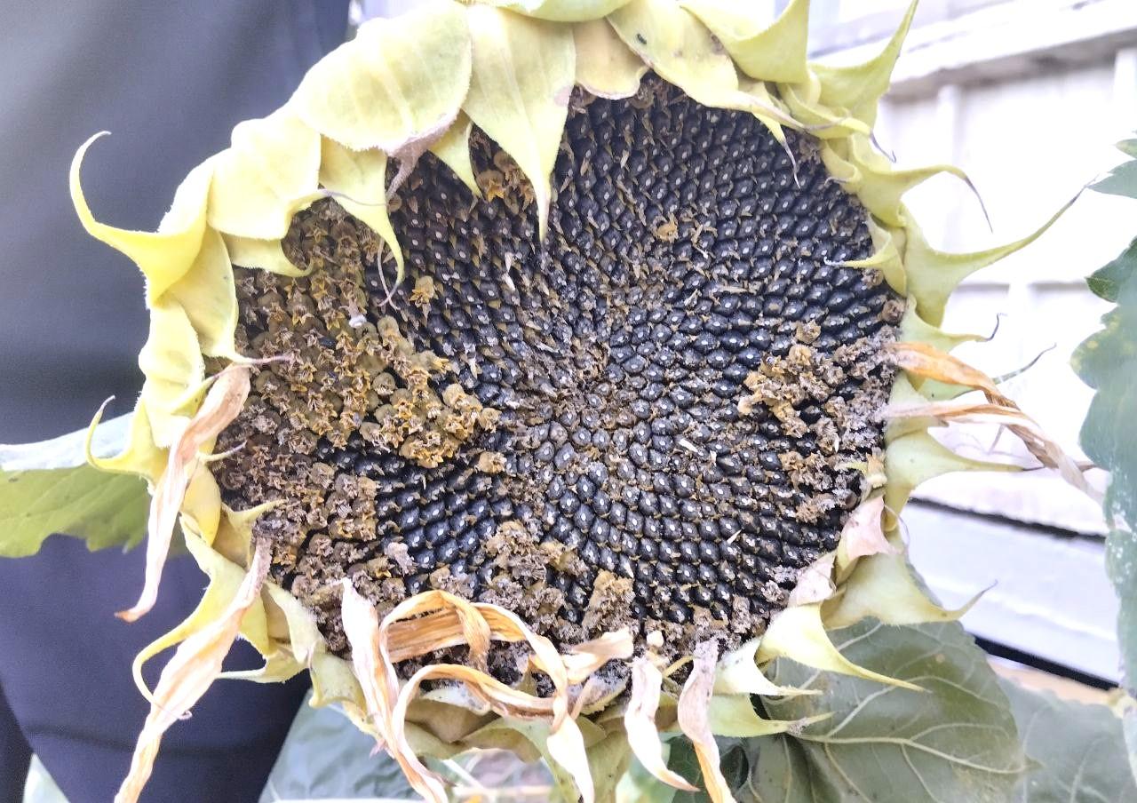 Лен и подсолнечник подорожали в Казахстане - изображение