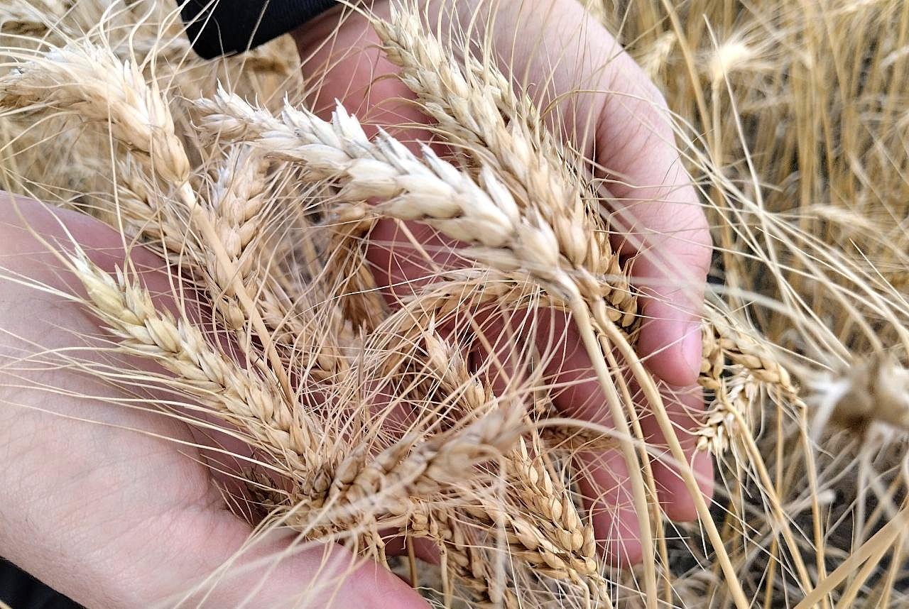 Резкая активизация спроса на казахстанское зерно зафиксирована со стороны импортёров   - изображение