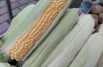 Продкорпорация начнет авансировать производителей кукурузы - превью