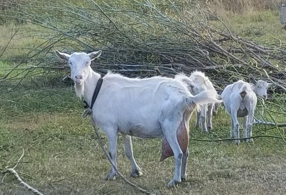 Новые правила ликвидации КФХ начали действовать в Казахстане - изображение