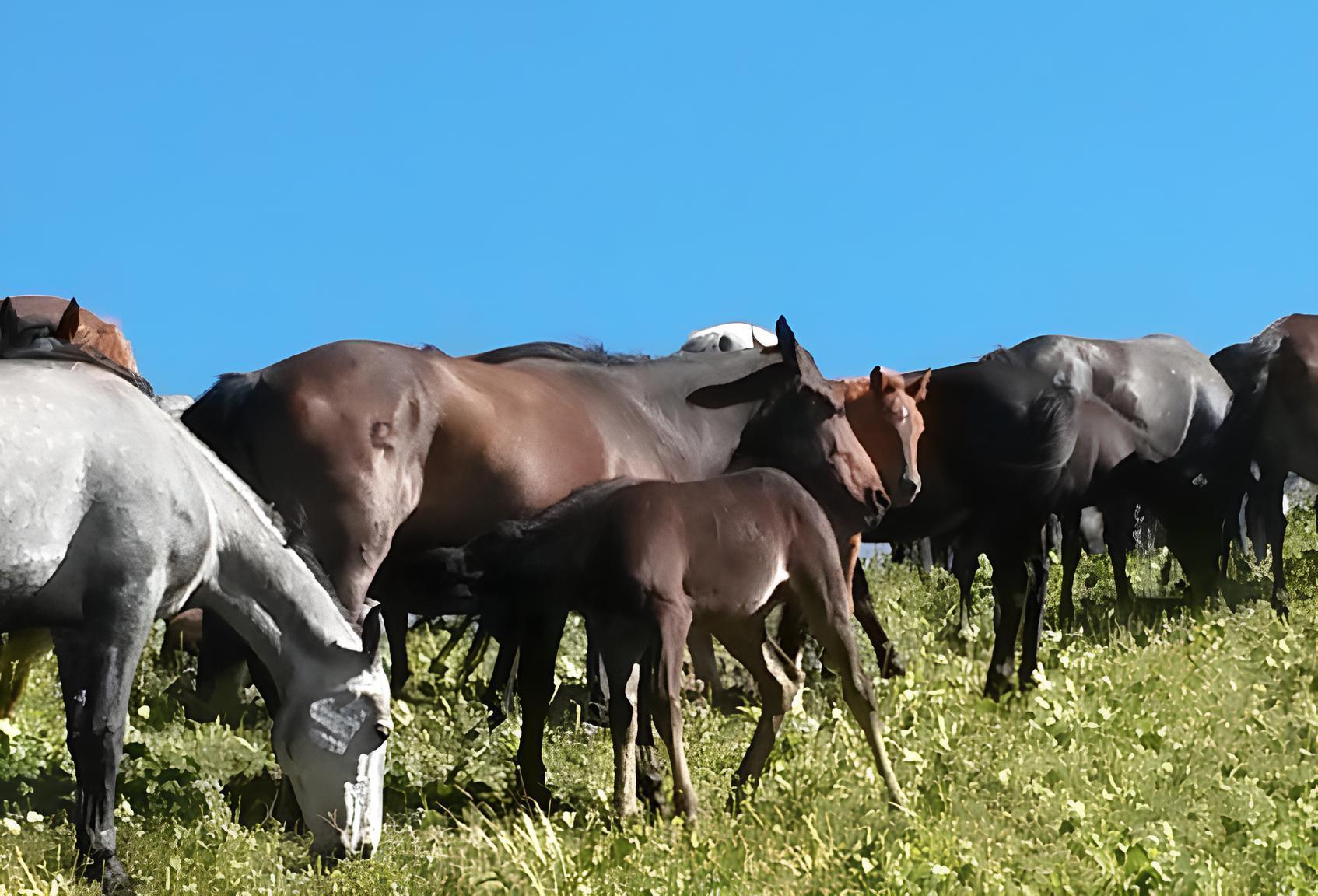 Как идет реализация проекта по созданию института коневодства - изображение