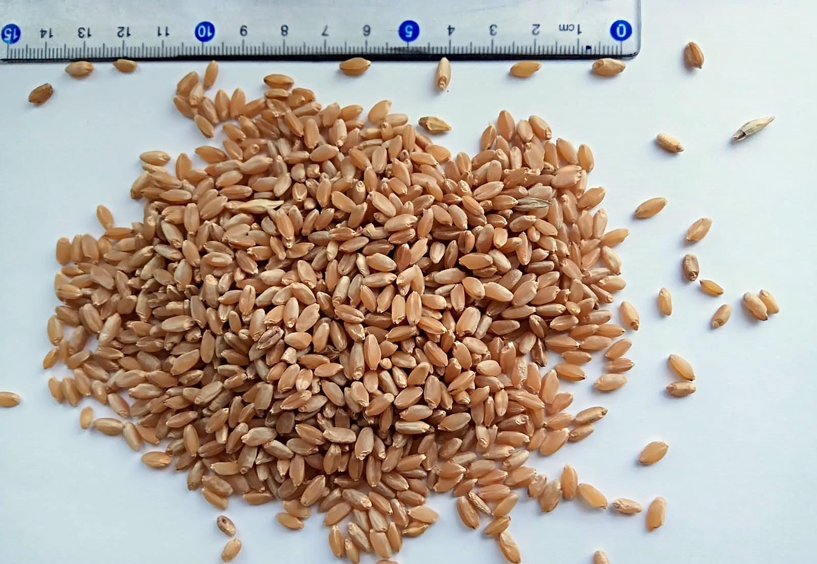 Свыше 200 конкурентоспособных сортов семян отечественной селекции предлагают к реализации в Казахстане - изображение