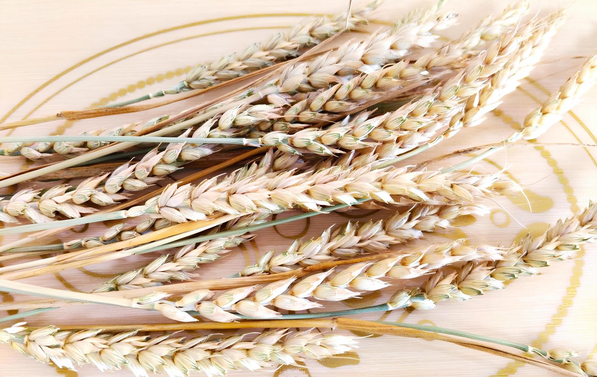 Международная Конференция День семян пройдет в Петропавловске и Атбасаре 4 и 6 февраля - изображение