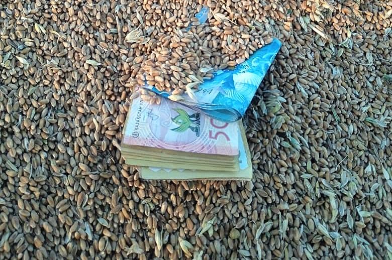 Нарушения в субсидировании экспорта зерна выявлены в Продкорпорации  - изображение