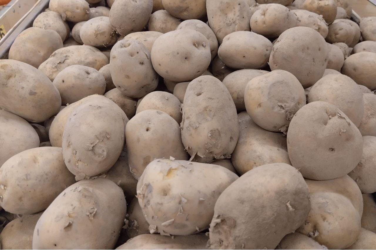 Казахстан к 2030 году станет 100% импортером семян картофеля без собственных сортов и технологий. Ученые бьют тревогу - изображение