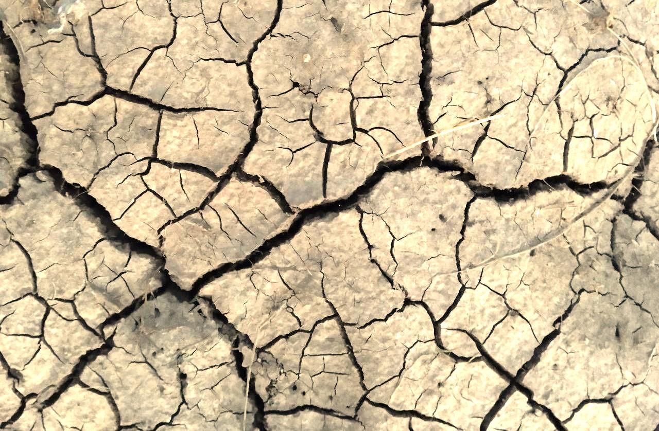 Несмотря на засуху, ни один фермер из южных регионов не пожелал застраховать свои посевы в 2025 - изображение