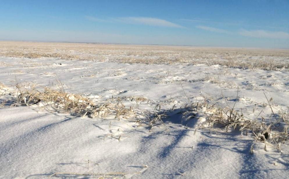 Все зерносеющие регионы покрыты снегом на 100% - Казгидромет - изображение