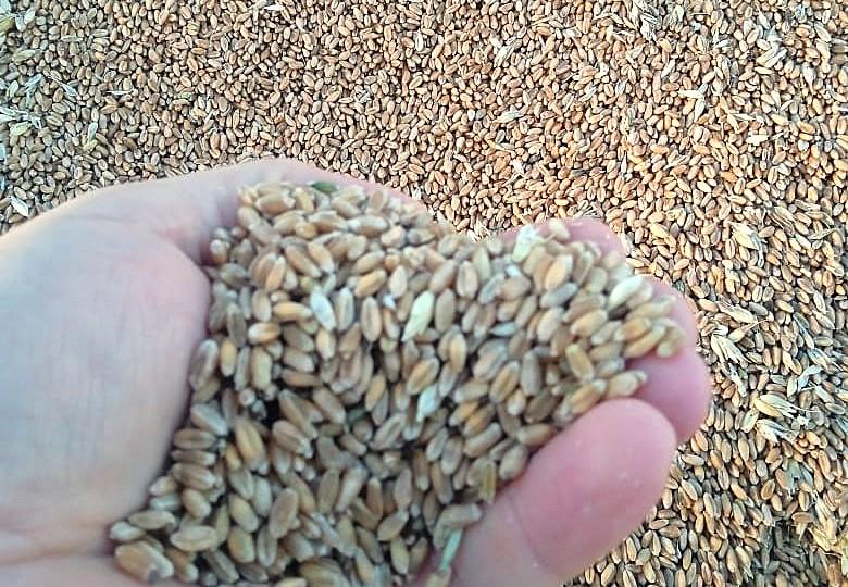 Переработку зерна и масличных стоимостью 12 млрд тенге наладили вблизи Алматы - изображение