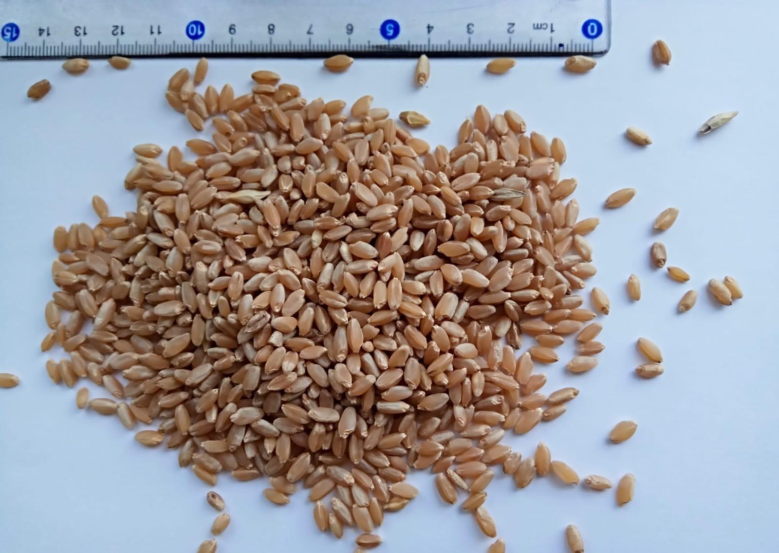 Ожидания рынка, спрос и предложение трейдеров и импортеров обсудят на конференции День Семян - изображение