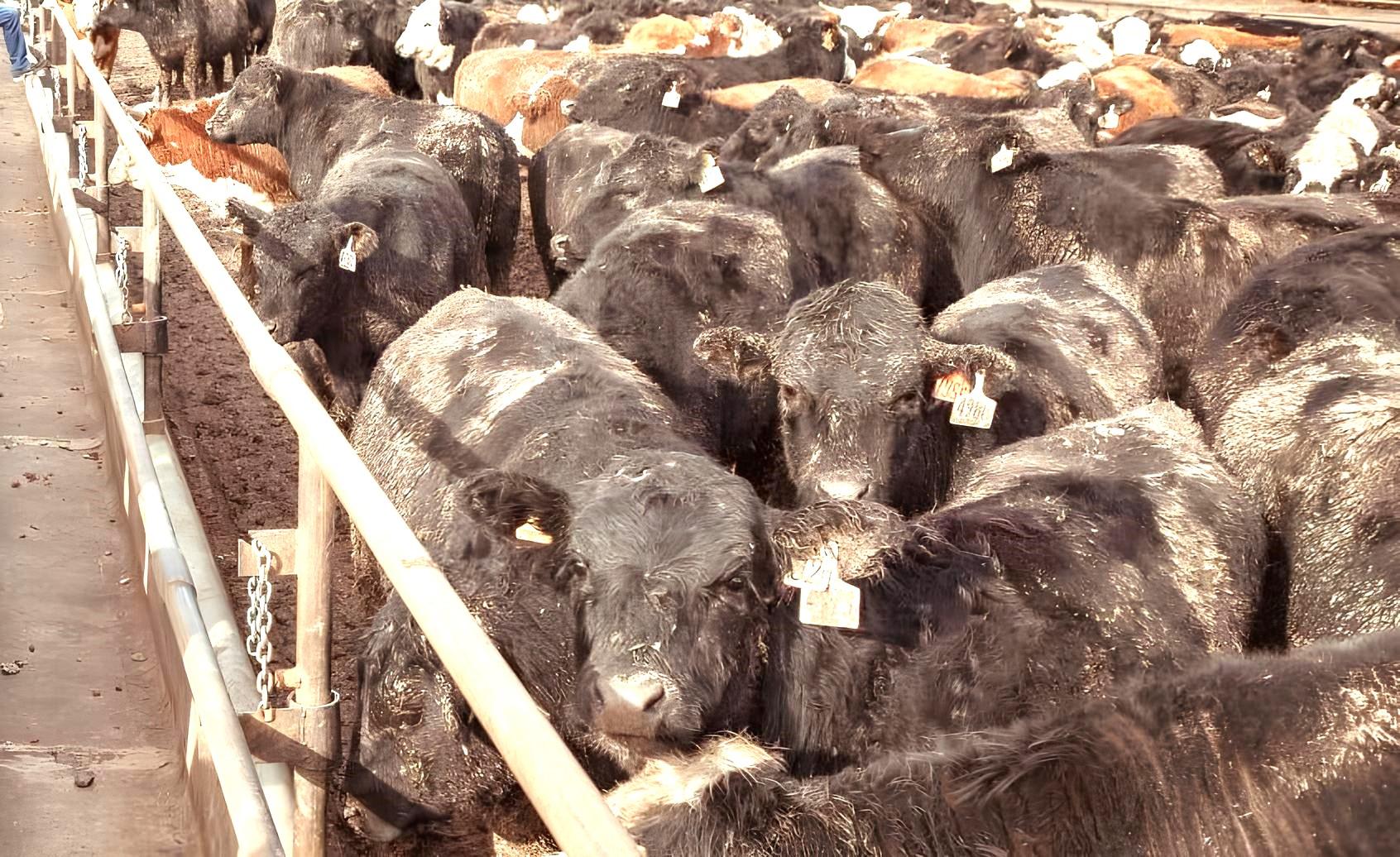 Минсельхоз предостерегают от завоза импортного скота - изображение