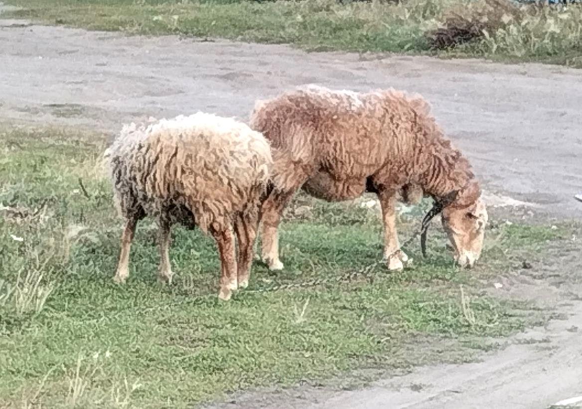Исследование: Едилбайская порода овец показала самую высокую мясную продуктивность в Казахстане - изображение