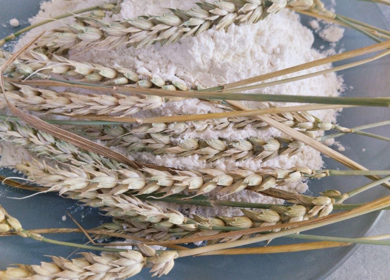 Дефицит зерна сложился в Казахстане. Мукомолы начали активный импорт из России - изображение