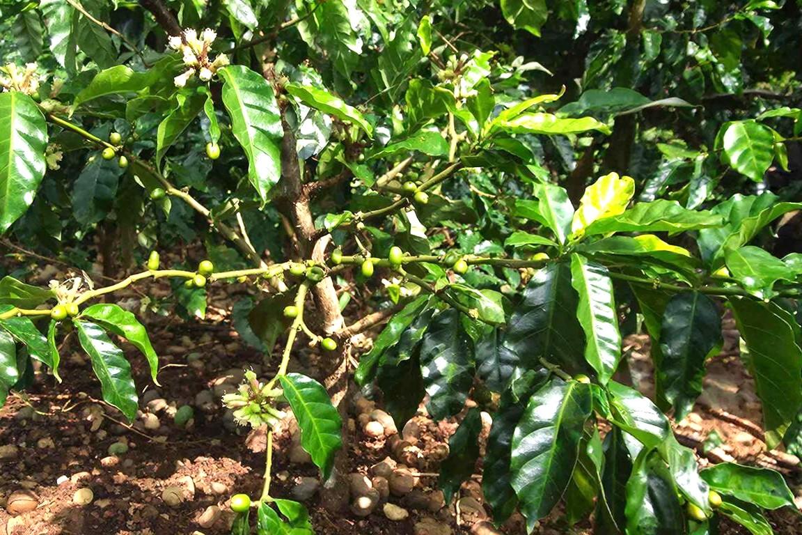 Кофе начали выращивать в Казахстане - изображение