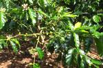 Кофе начали выращивать в Казахстане - превью
