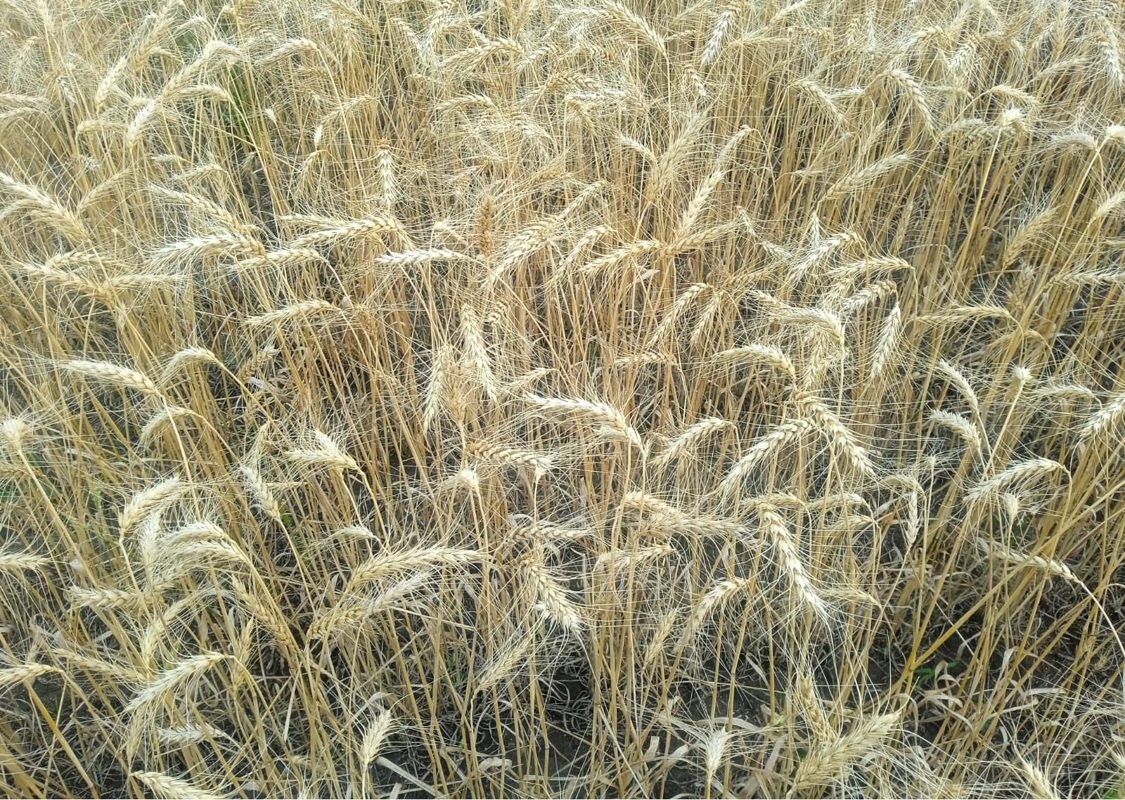 Ассоциация аграриев Костанайской области внесла ряд отраслевых предложений   - изображение