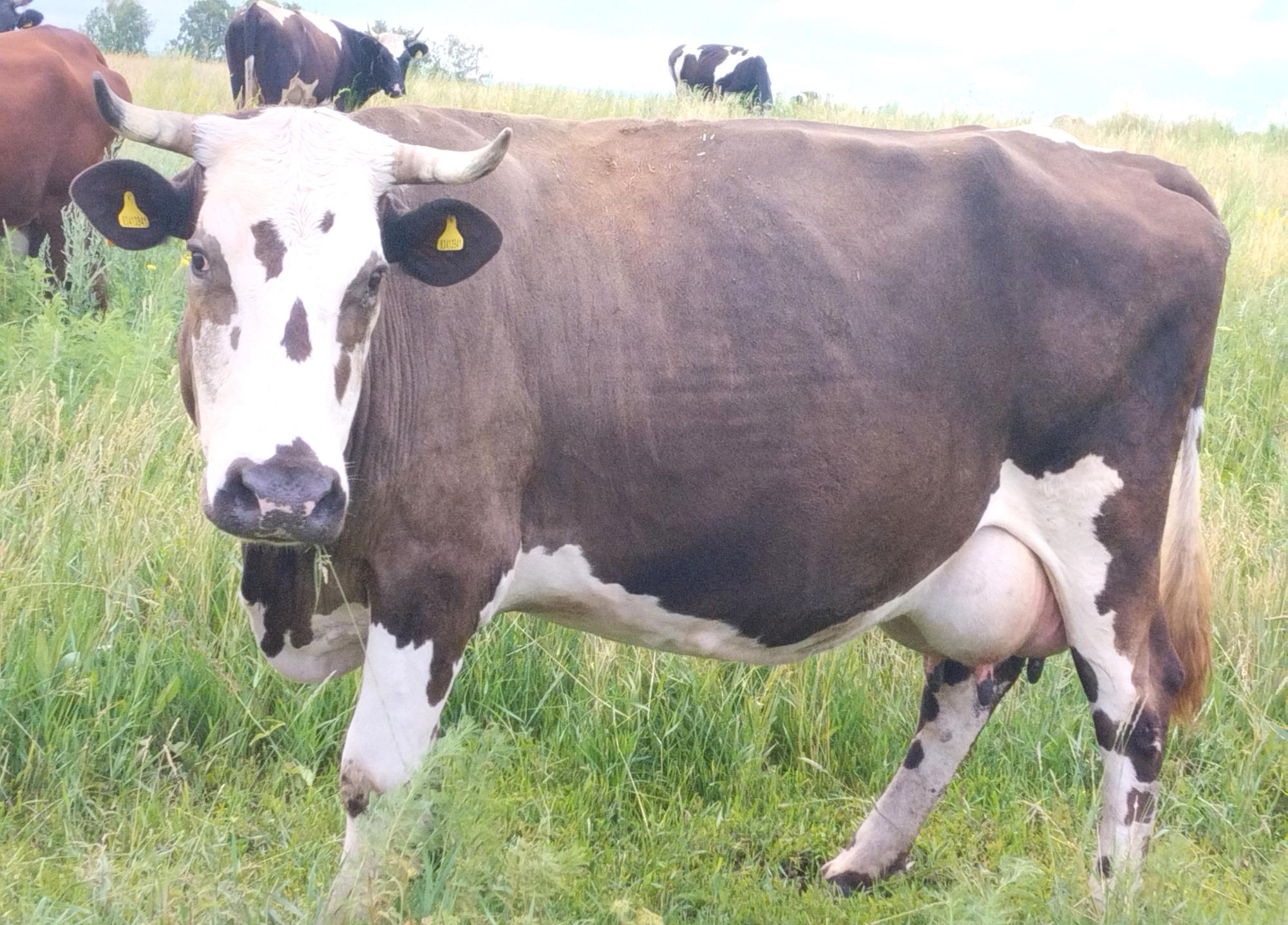 Население больше не заинтересовано в содержании скота. Животноводство в селах на грани краха - изображение