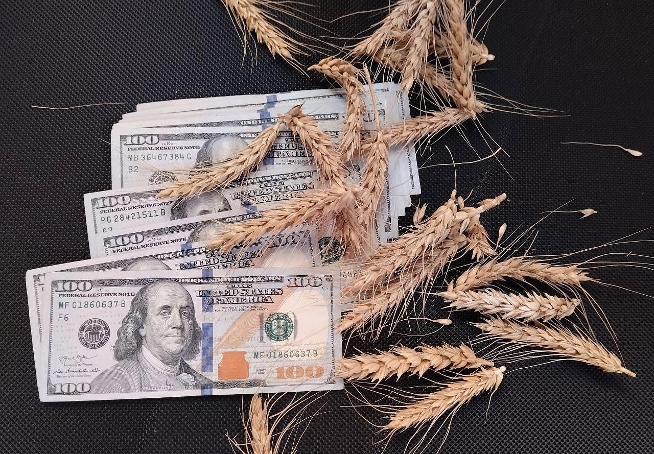 Казахстан уже вывез около 50% экспортного потенциала пшеницы - изображение
