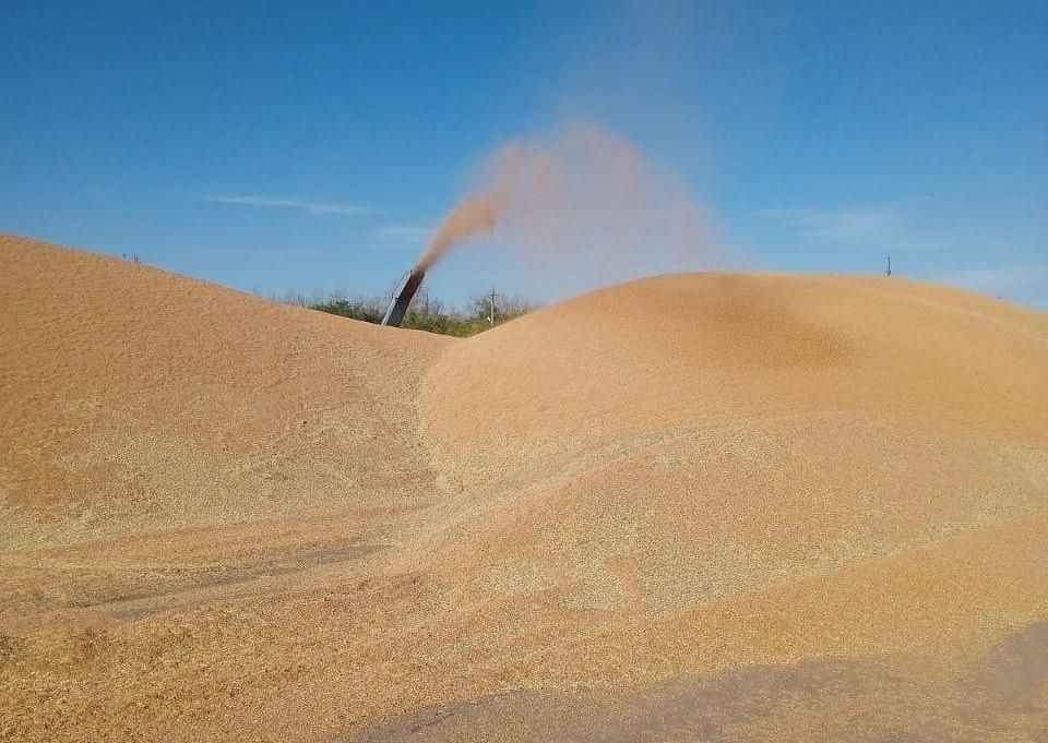 Казахстан импортирует из России 1 млн тонн пшеницы   - изображение