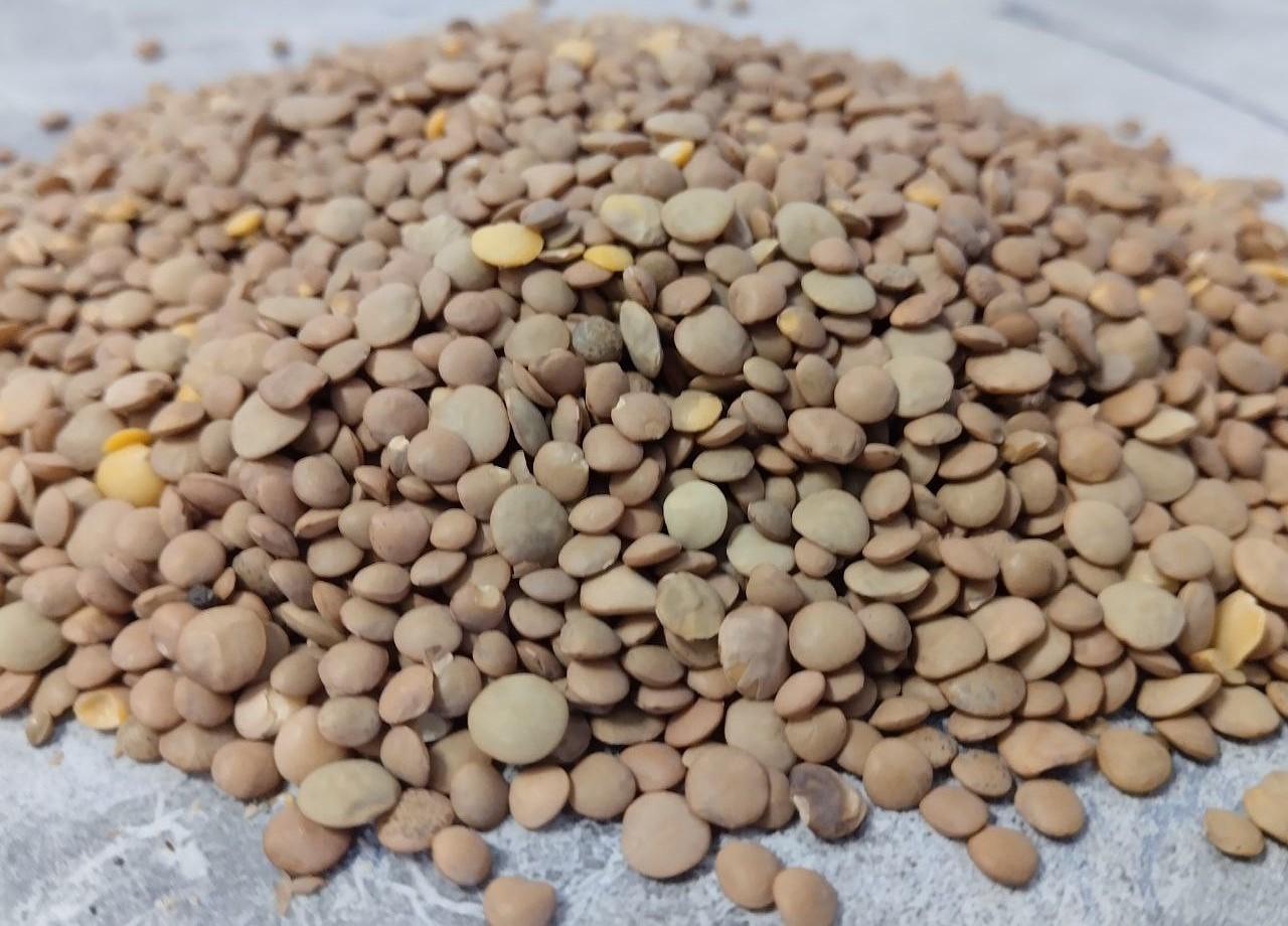 Объем экспорта чечевицы приближается к историческому максимуму - изображение