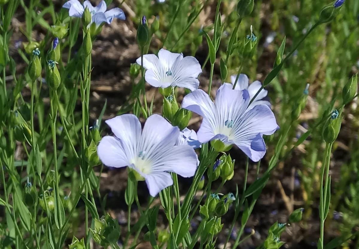 Ученые Казахстана создали технологию ускоренной селекции льна - изображение
