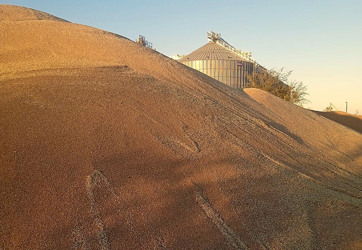 Госкорпорация Омана рассматривает участие казахстанских зерновых компаний в создании зернового хаба  - изображение