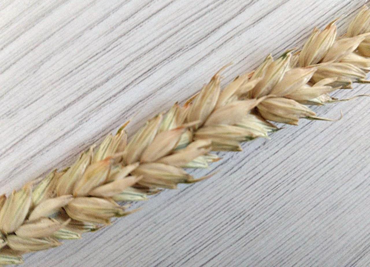 Провальный старт экспорта твердой пшеницы констатируют в Казахстане - изображение