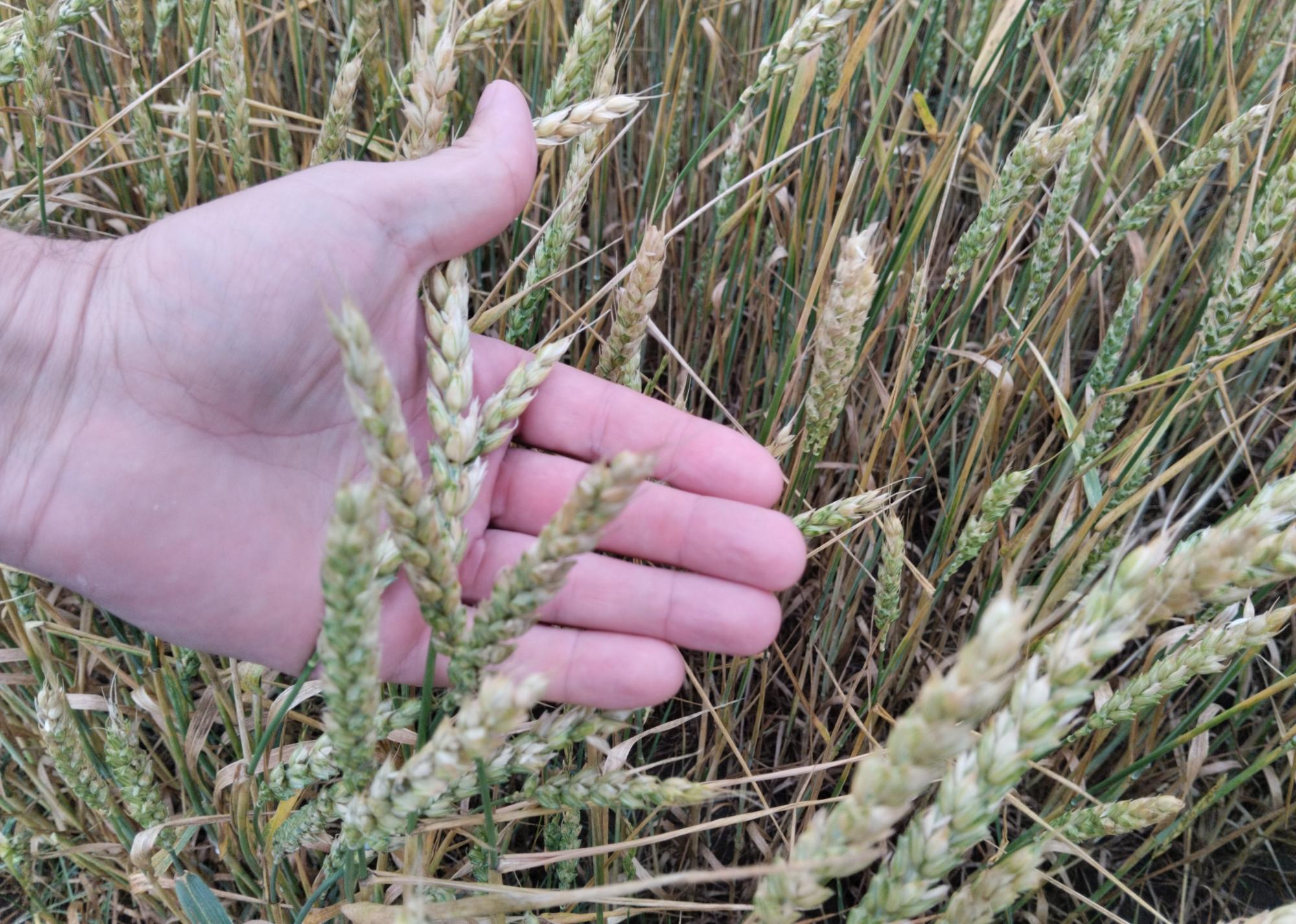 Слабый по урожайности год ожидают в Казахстане - изображение