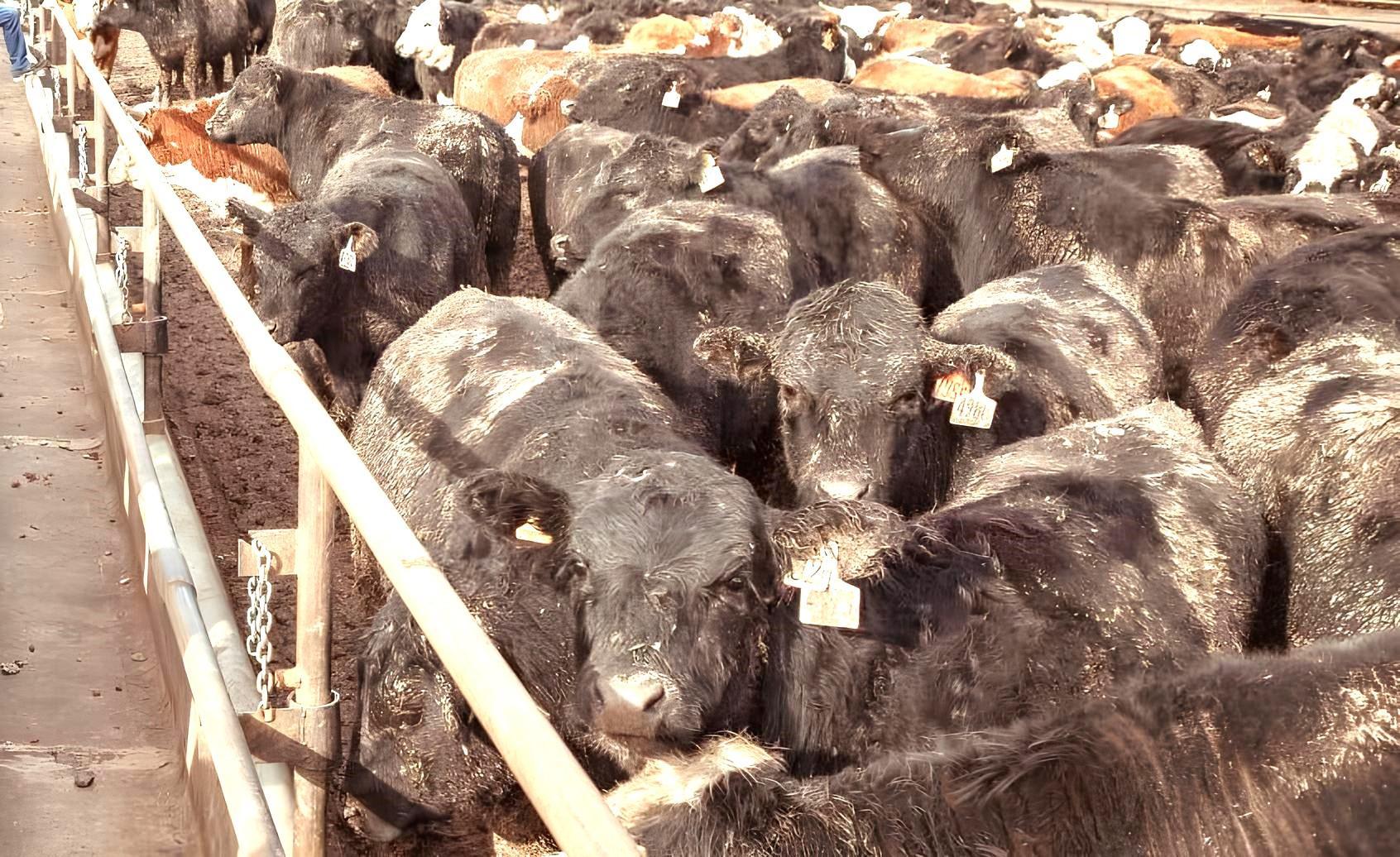 Ввоз импортного скота очень опасно - мнение - изображение