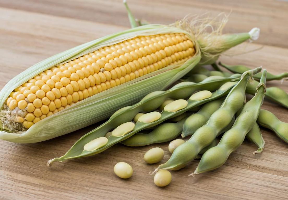 Швейцарская компания инвестирует 51 млрд тенге в переработку кукурузы и сои на юге Казахстана - изображение