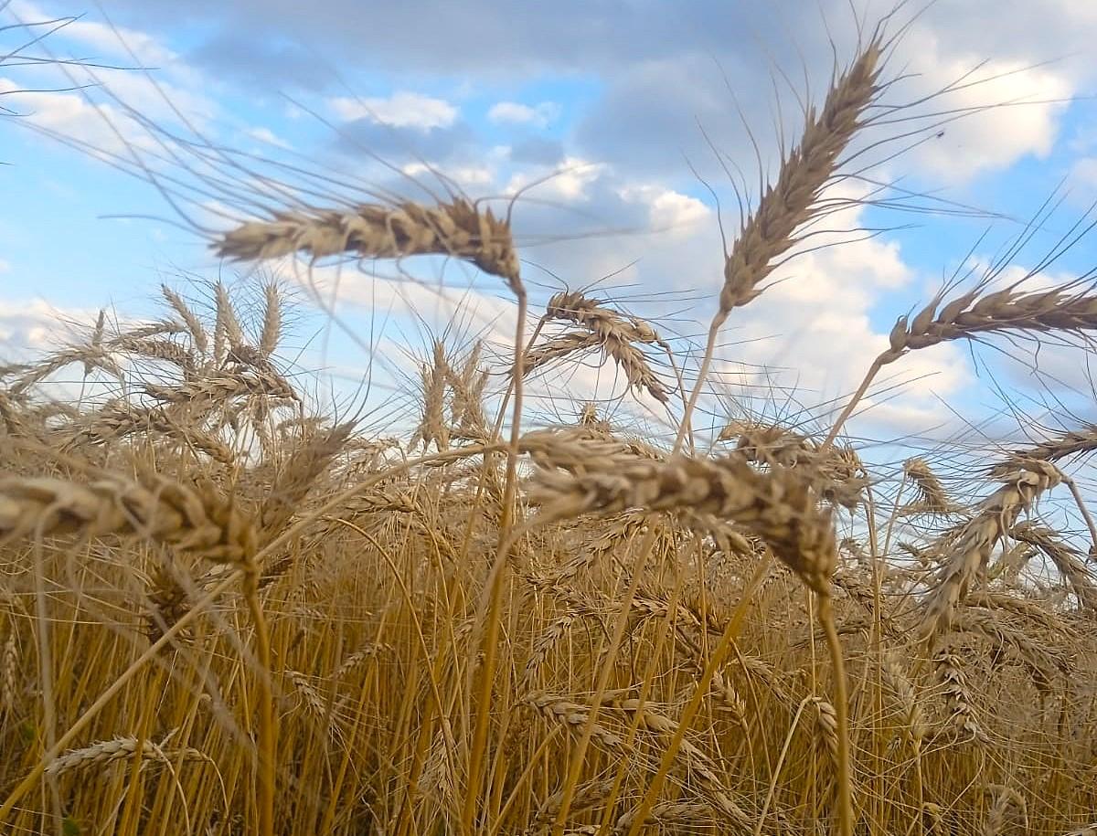 Стоимость элитных семян пшеницы достигает 230 тыс. тенге - изображение