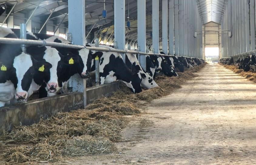 Субсидирование кооперативов откормочного и продуктового направления внедрят в Казахстане - изображение