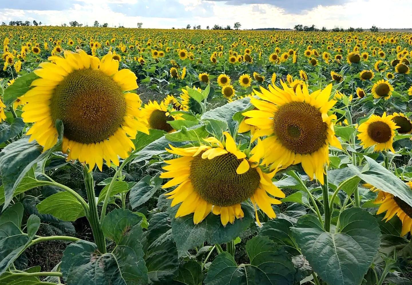 Производство растительного масла выросло на 17% - изображение