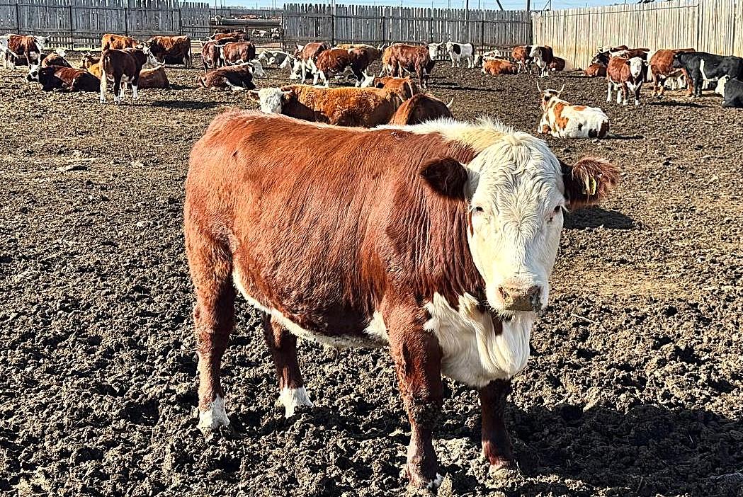 Субсидированный скот забивали на мясо в Восточном Казахстане - изображение