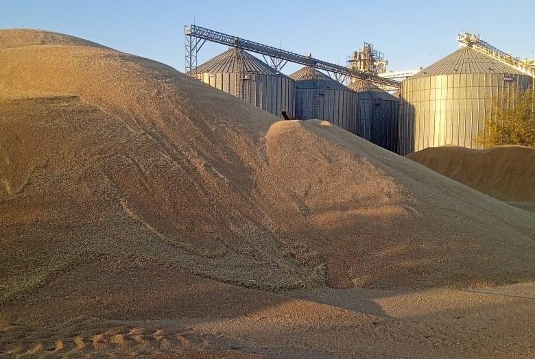 16 млн тонн пшеницы осталось в Казахстане - изображение