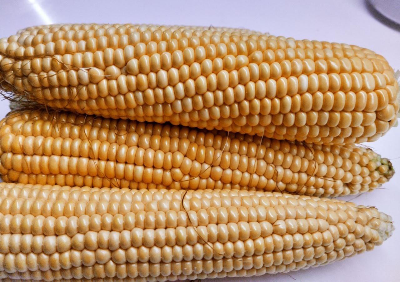 Завод по переработке кукурузы изменит конфигурацию рынка и позволит выйти на мировую арену  - изображение