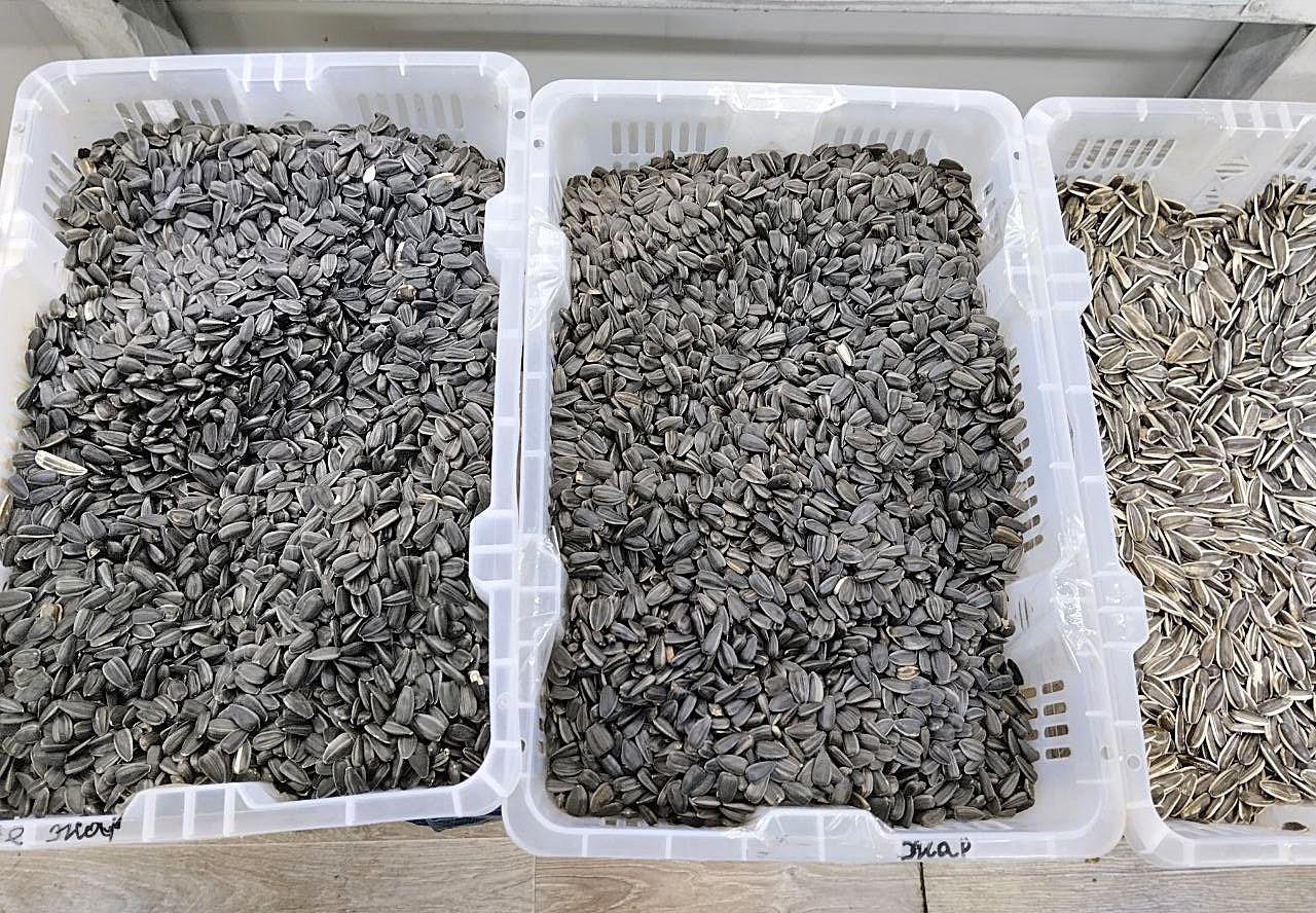 Снизить пошлину на экспорт подсолнечника рекомендовал Антимонопольный комитет  - изображение