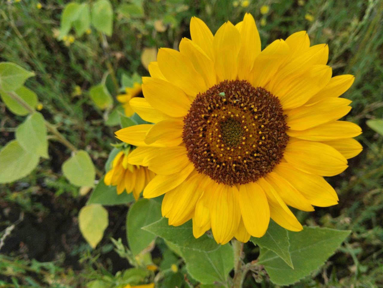 Снизить пошлину на экспорт подсолнечника рекомендовал Антимонопольный комитет - изображение