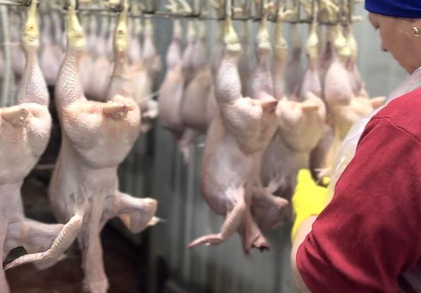 Бум в птицеводстве переживает Казахстан - изображение