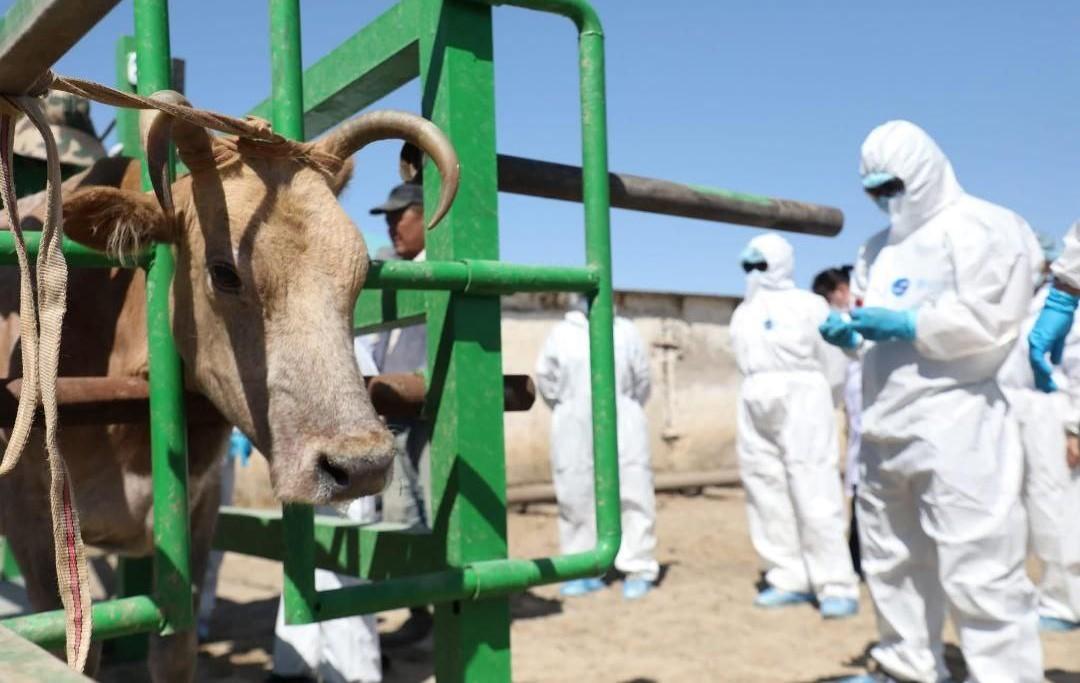 Нагрузка на ветеринара с зарплатой 180 тыс. тенге превышает норму более чем в два раза - изображение