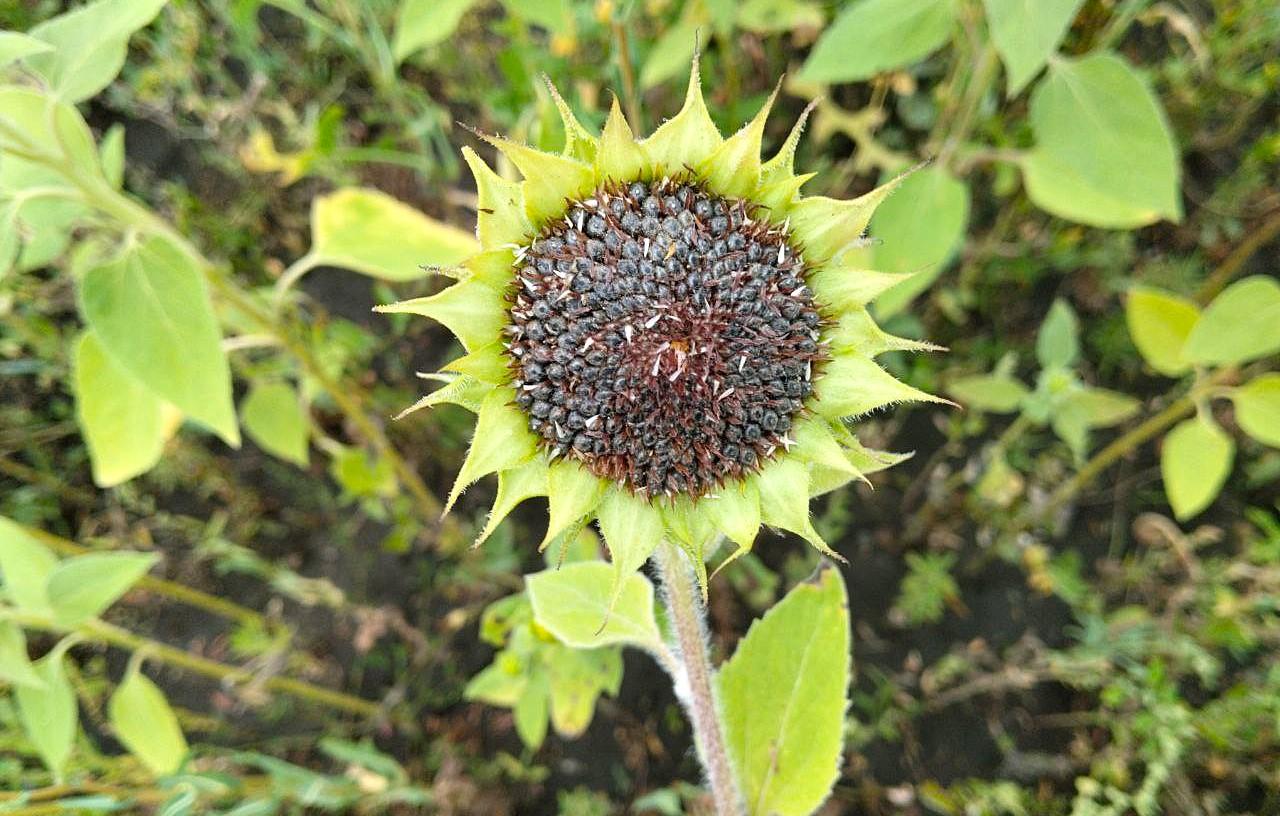 Инновационный продукт лецитин начал выпускать Казахстан из масличного сырья - изображение