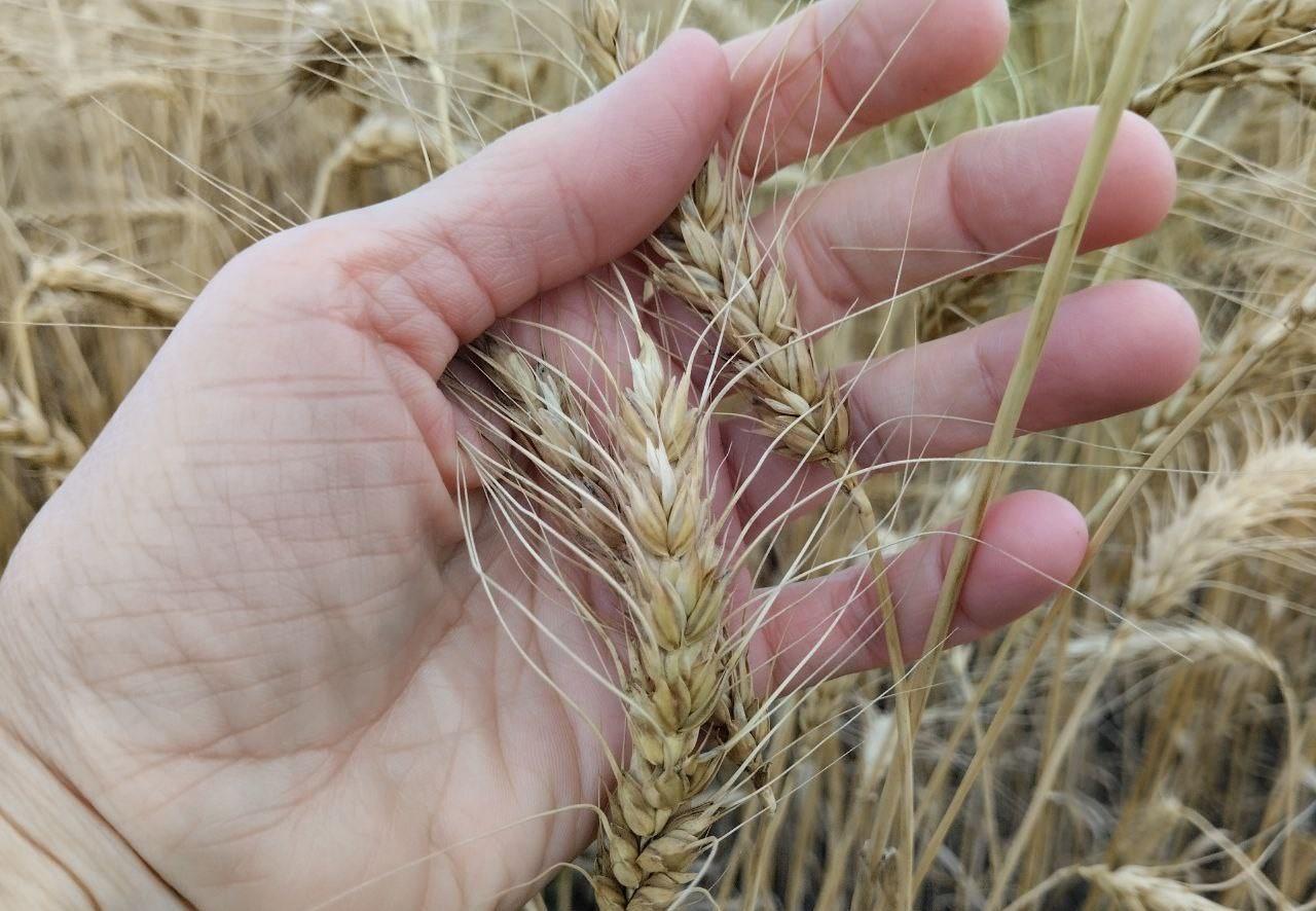 3,3 млн га засеют пшеницей в Костанайской области в 2026г  - изображение