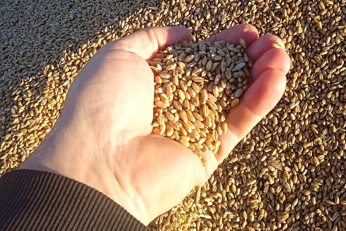 Приостановить действие новой нормы Налогового кодекса до следующего финансового года просят аграрии Костаная - изображение