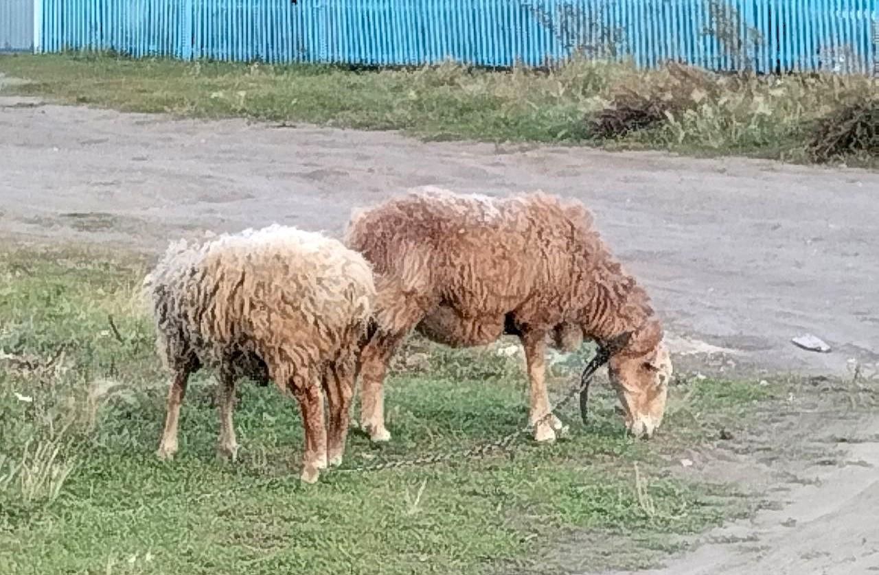 Падеж овец в Западном Казахстане - изображение
