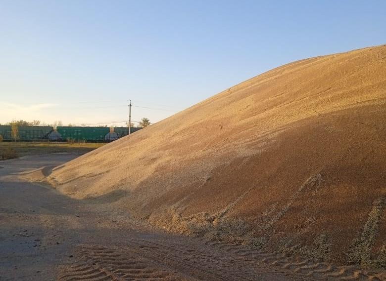 Обеспечить юг Казахстана удешевлённым зерном поручило Правительство - изображение