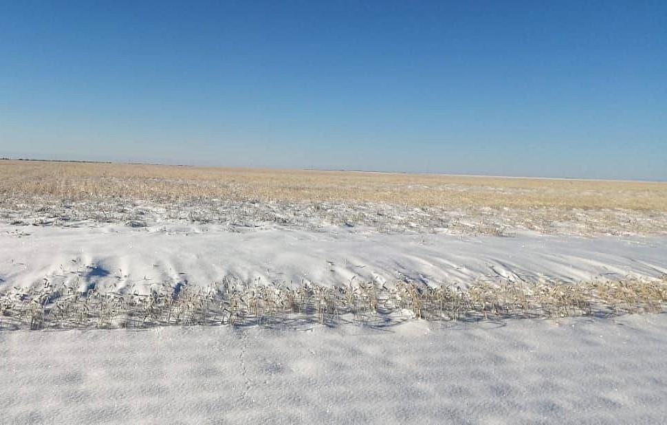 Глубина промерзания почвы продолжает увеличиваться в зерносеющих регионах  - изображение