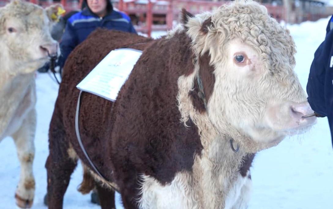 Франция передаст разработки программ мясного скотоводства для казахской белоголовой и аулиекольской пород - изображение