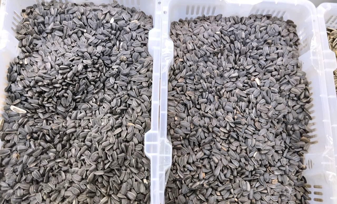 Алтай вывез в Казахстан 58% масличных - изображение