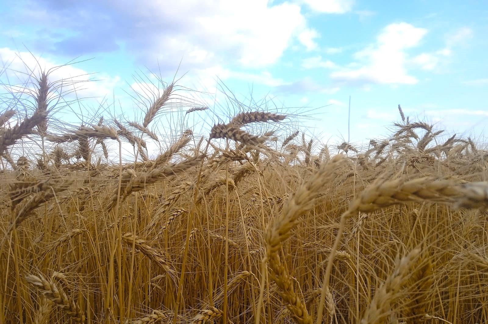 «Несмотря на сказки о росте, у нас кризис». В РФ упали объемы посевных площадей - изображение