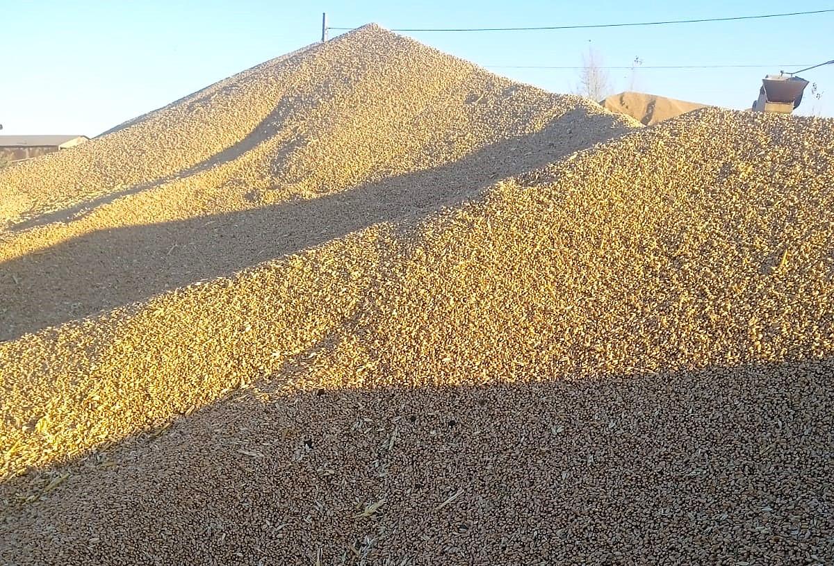 На планете мощное перепроизводство зерна - изображение