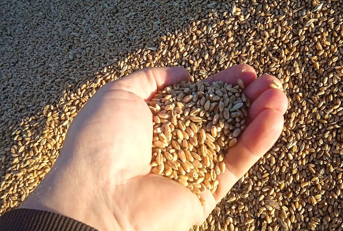 Продкорпорация распродает зерно по цене от 104 тыс. тенге - изображение